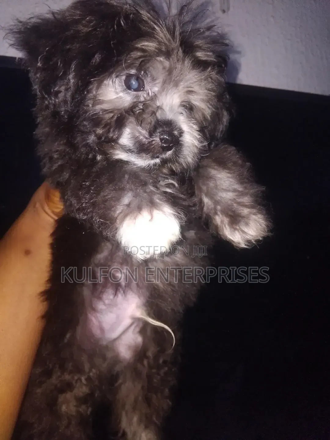 1-3 months Female Purebred Lhasa Apso