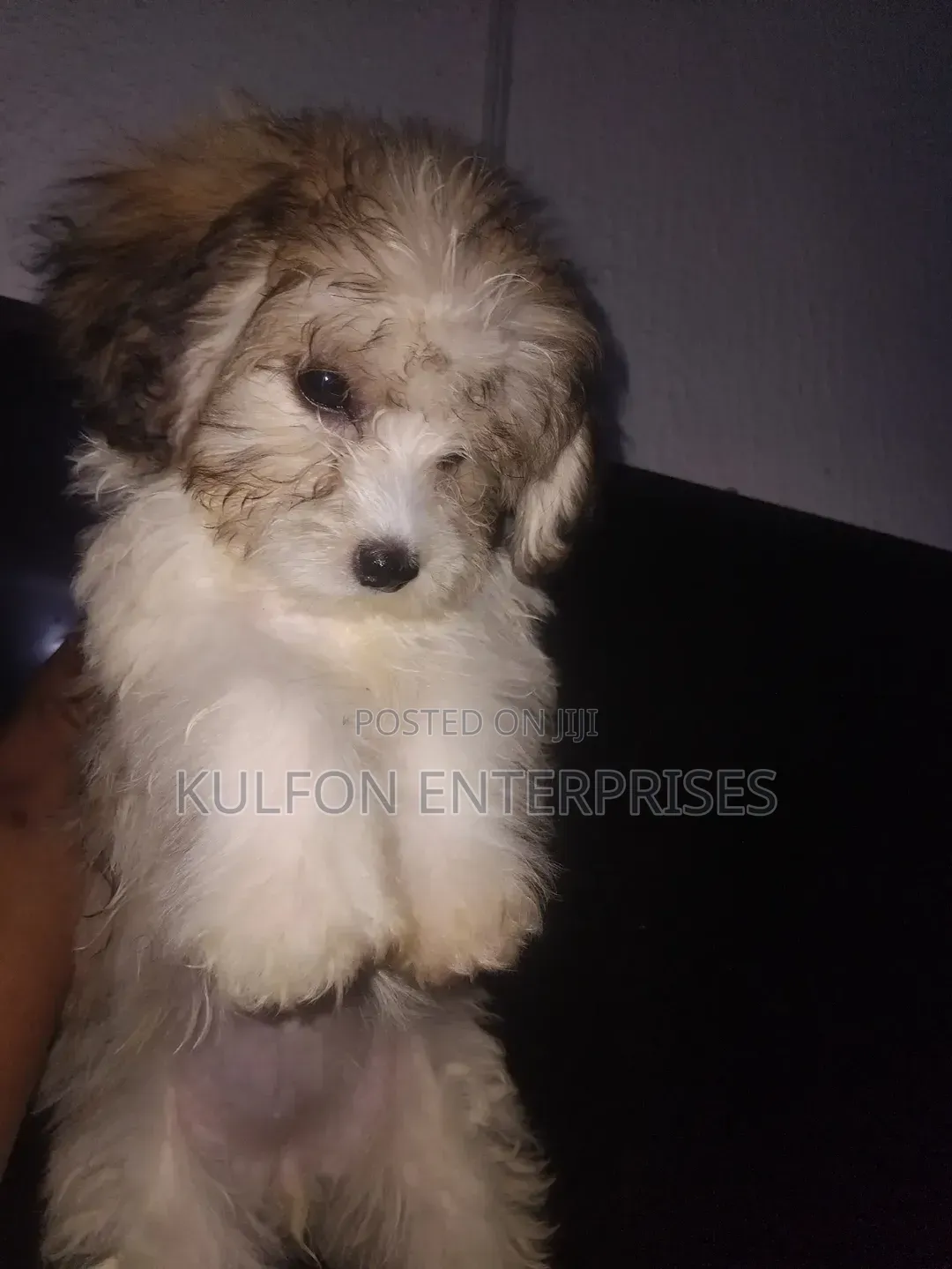 1-3 months Female Purebred Lhasa Apso