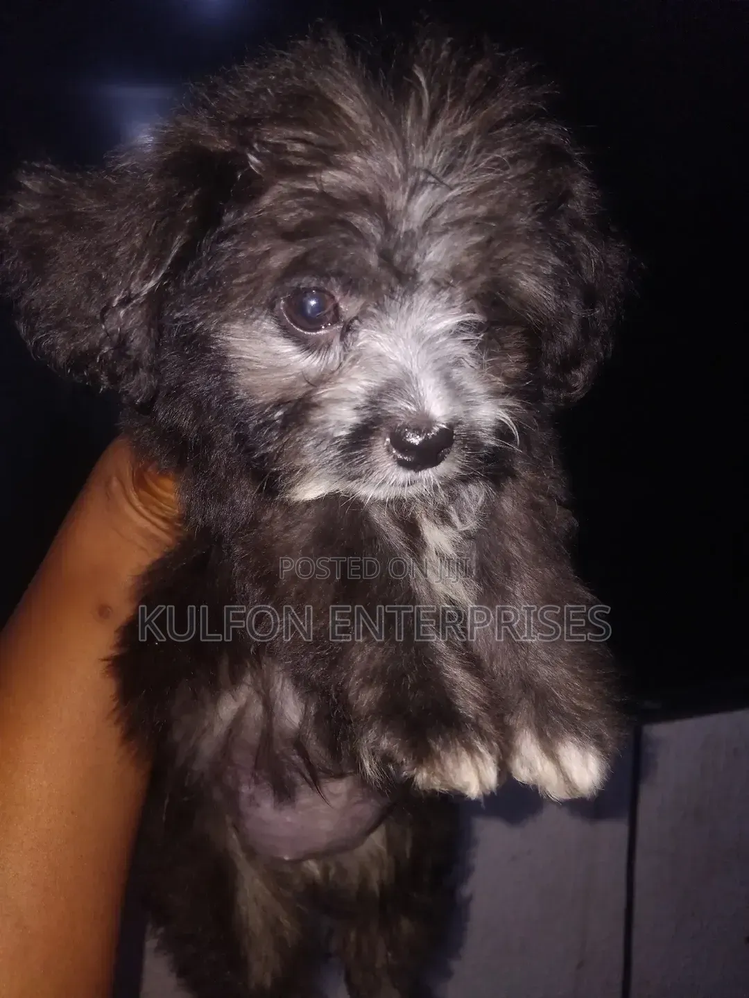 1-3 months Female Purebred Lhasa Apso