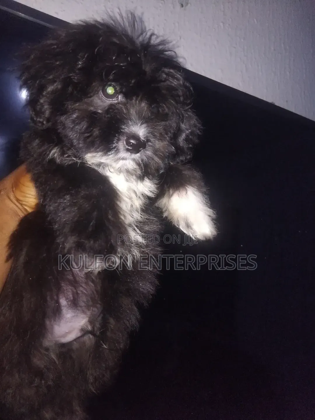 1-3 months Female Purebred Lhasa Apso
