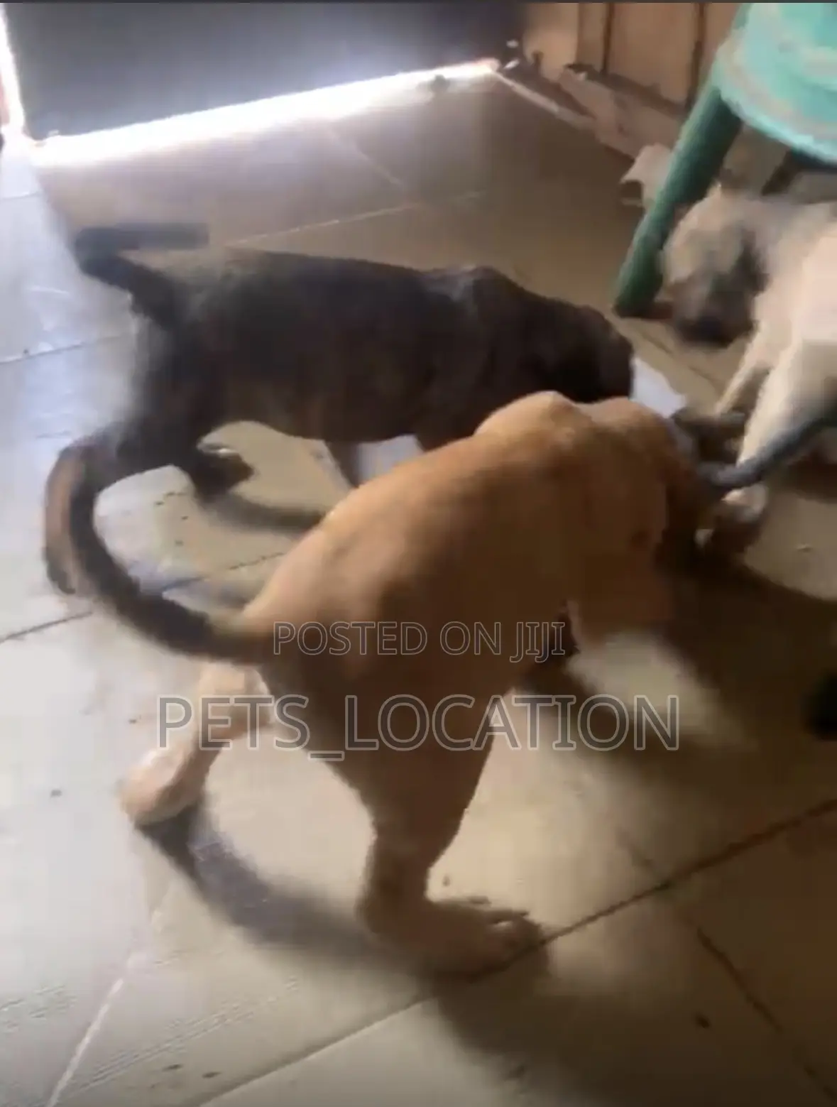 1-3 months Female Purebred Boerboel