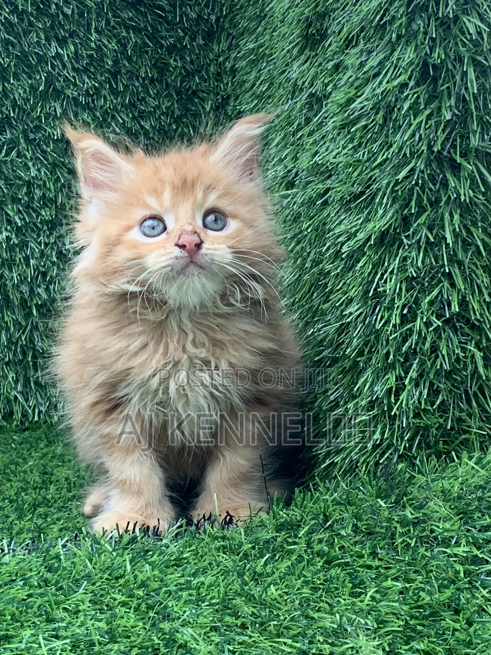 1-3 months Male Purebred Maine Coon