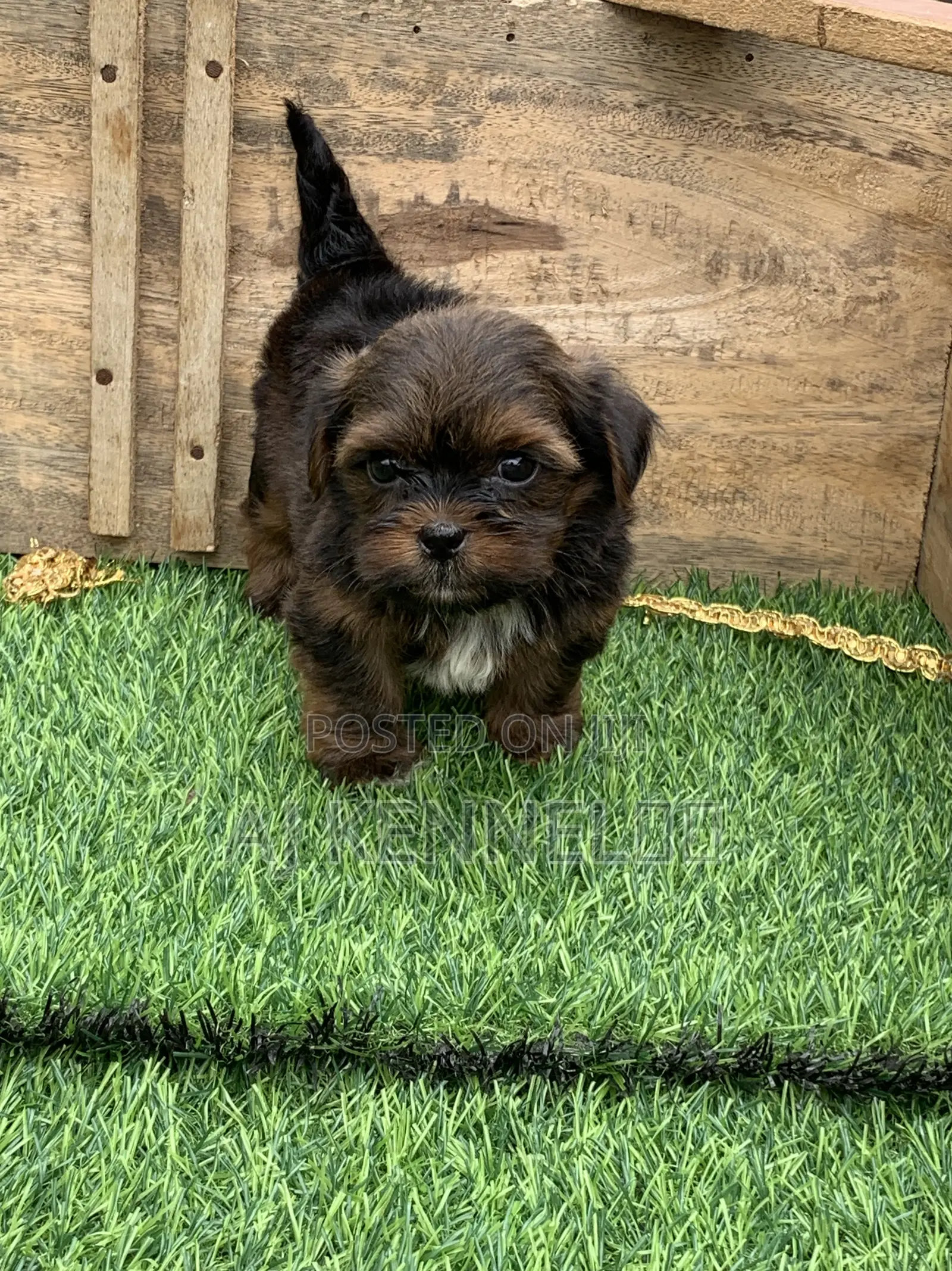 1-3 months Male Purebred Lhasa Apso