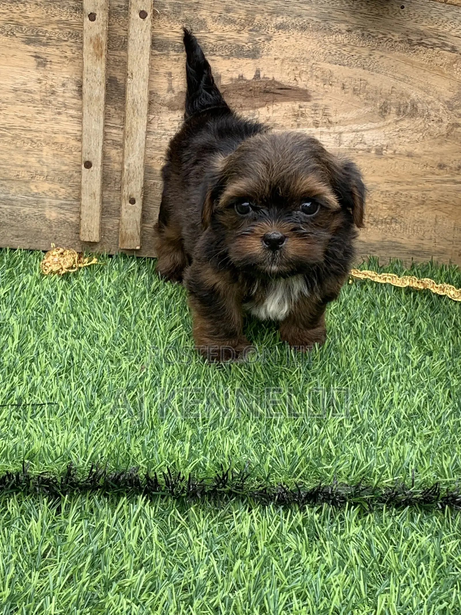1-3 months Male Purebred Lhasa Apso