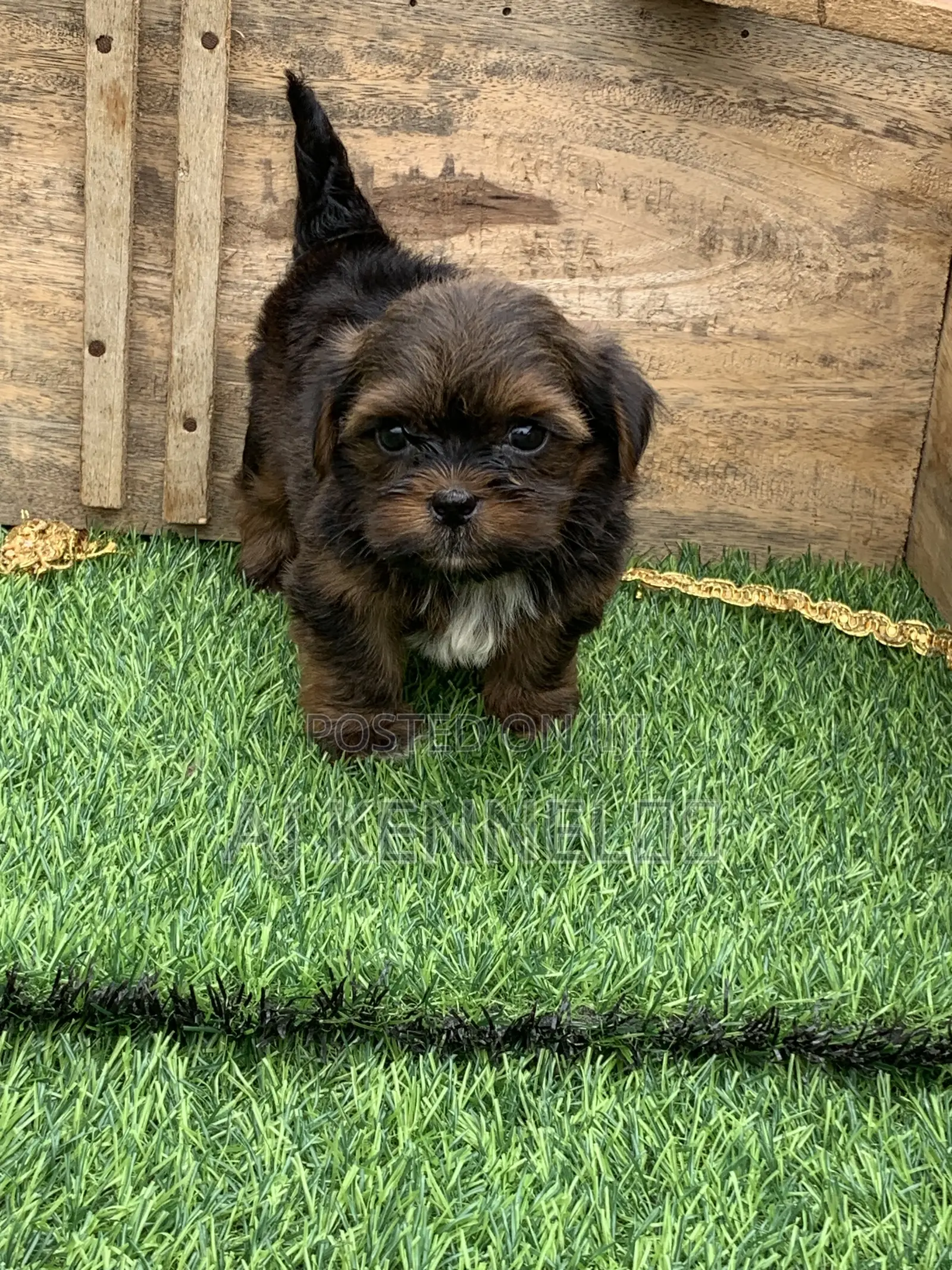 1-3 months Male Purebred Lhasa Apso
