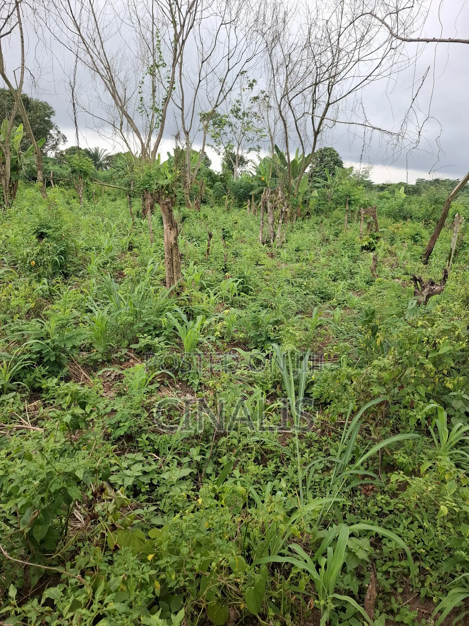 Mixed-Use Land With C of O