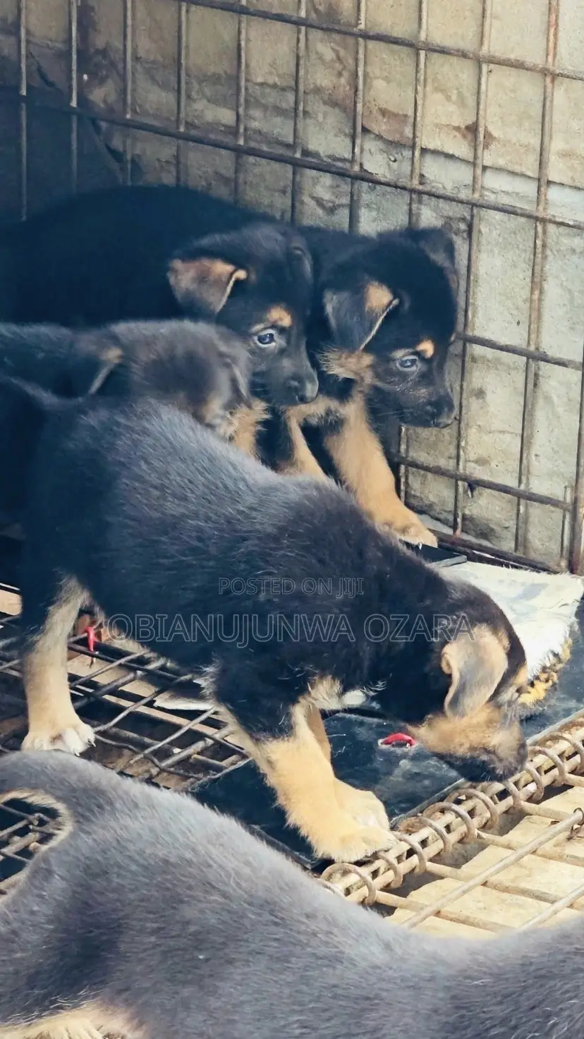 1-3 months Female Purebred German Shepherd