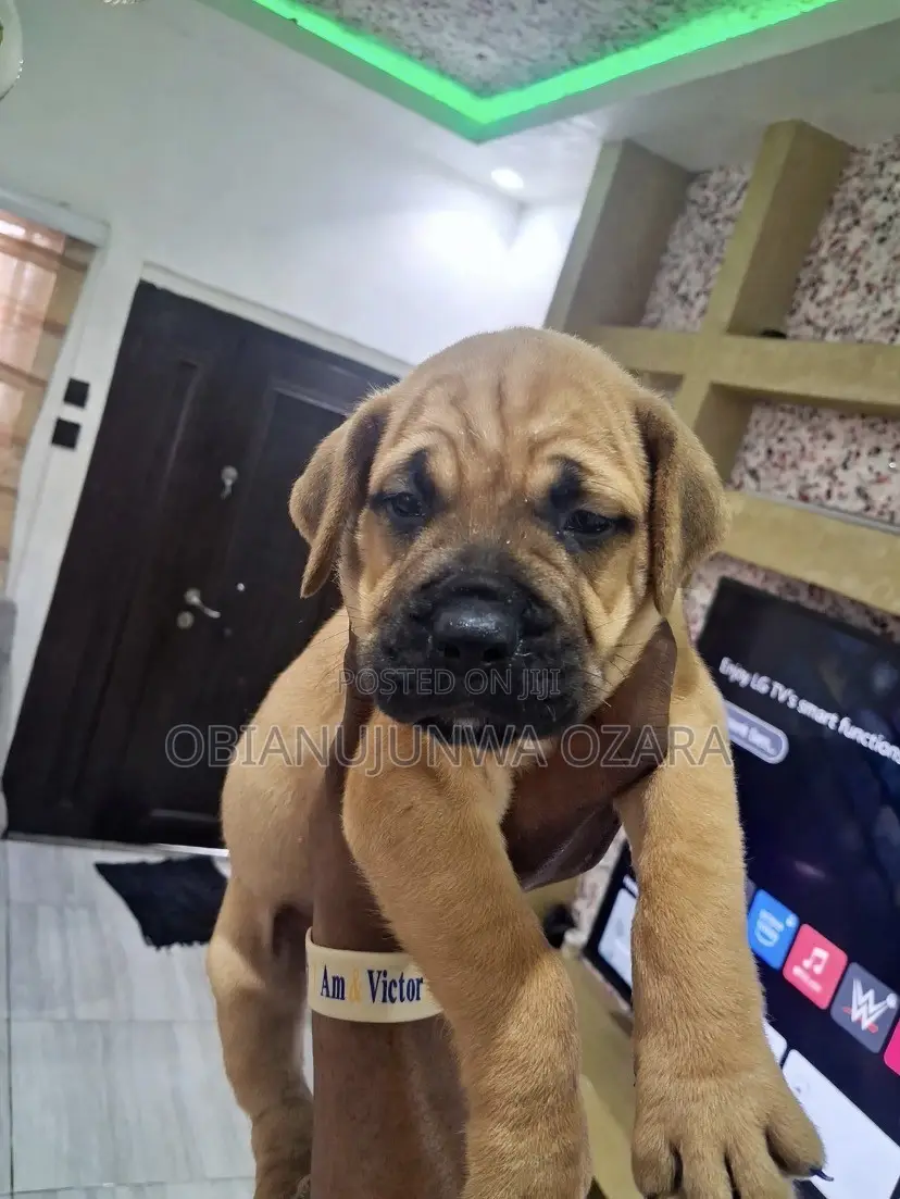 1-3 months Female Purebred Boerboel
