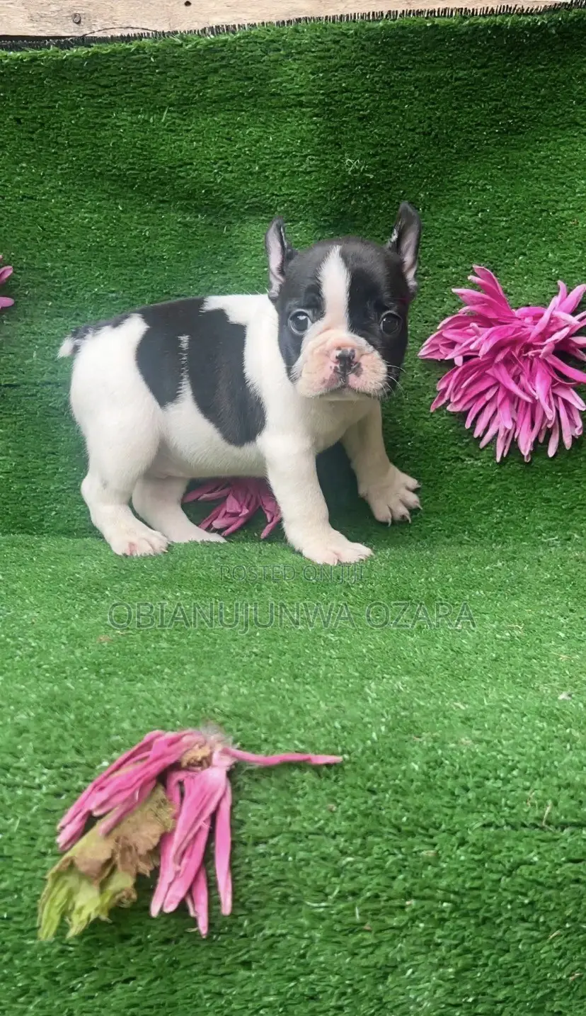 1-3 months Female Purebred French Bulldog