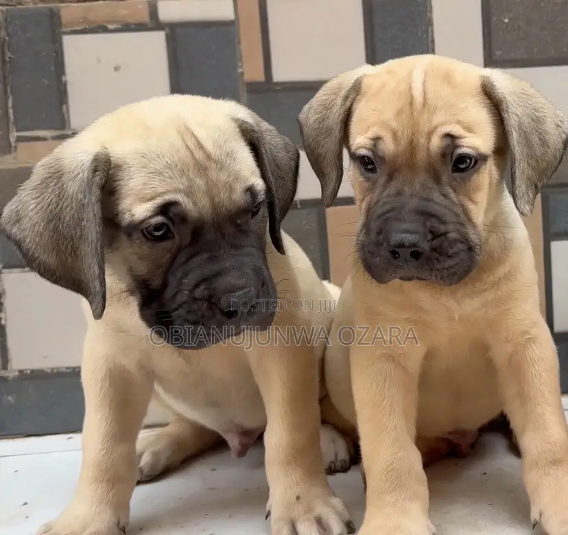 1-3 months Female Purebred Boerboel