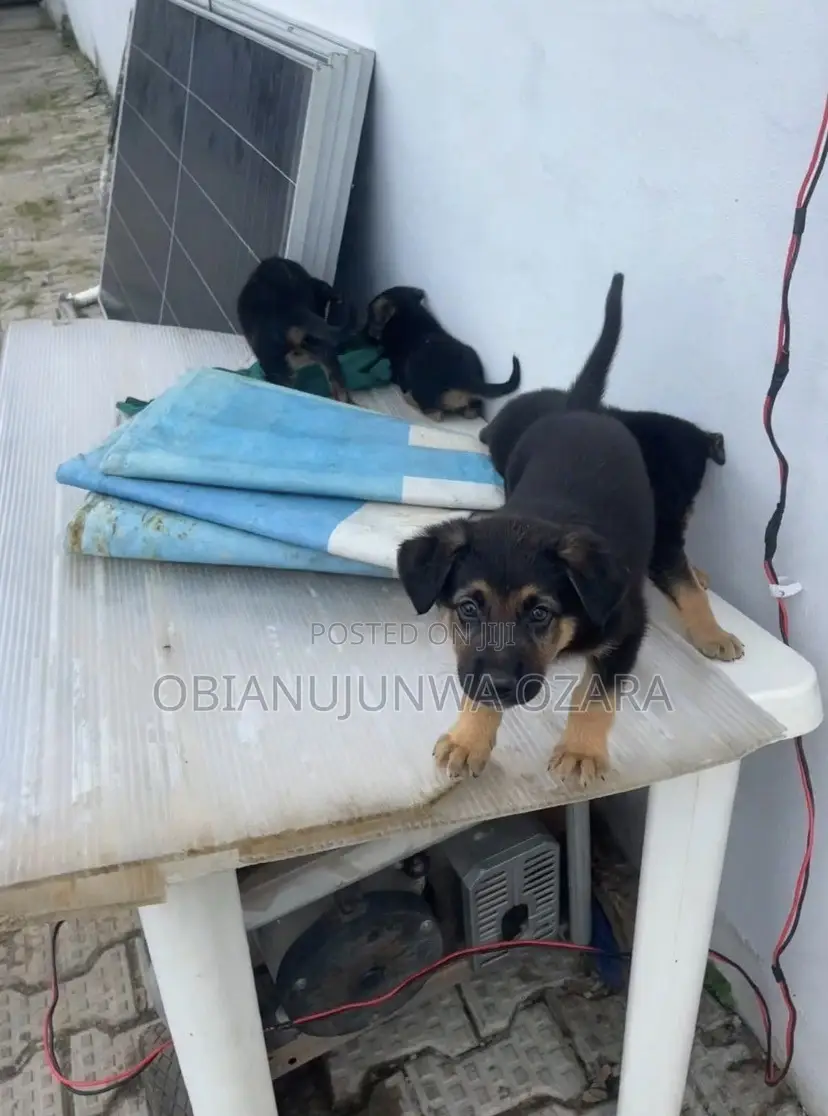 1-3 months Female Purebred German Shepherd