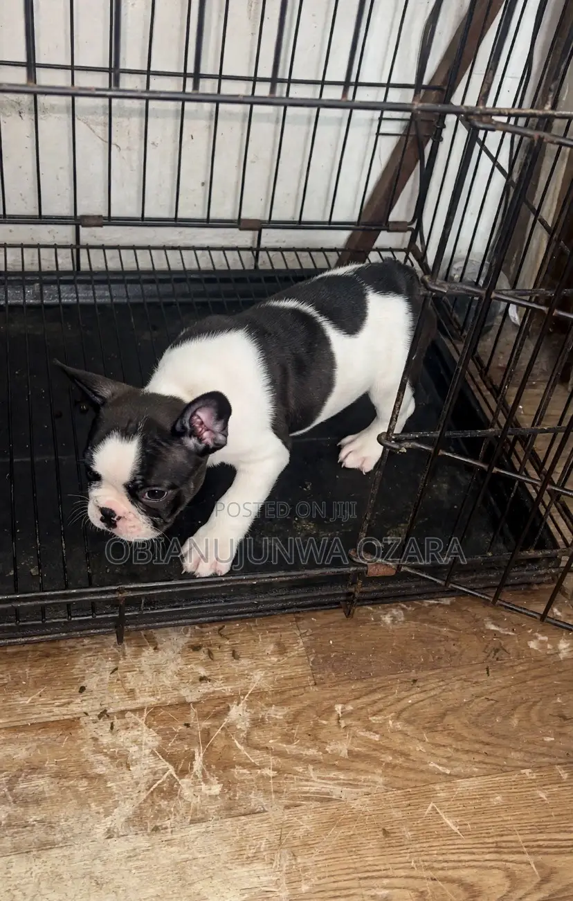 1-3 months Female Purebred French Bulldog