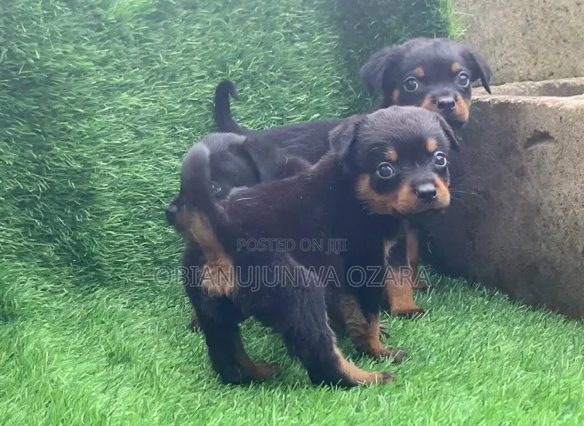 1-3 months Female Purebred Rottweiler