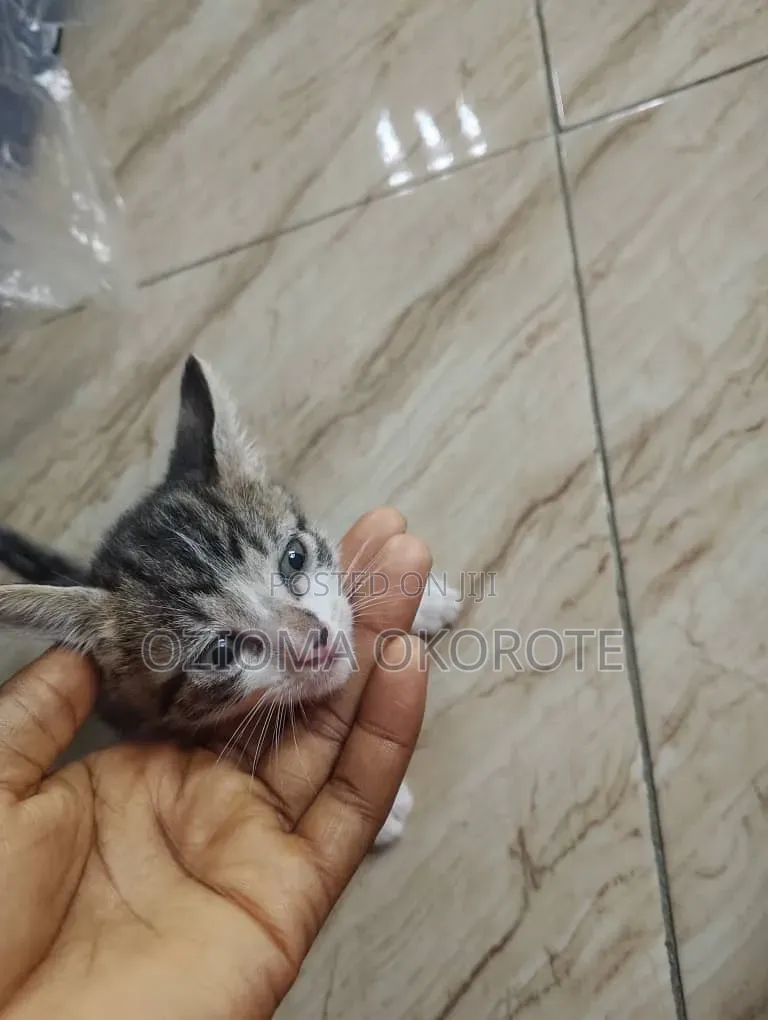 1-3 months Female Mixed Breed Tabby