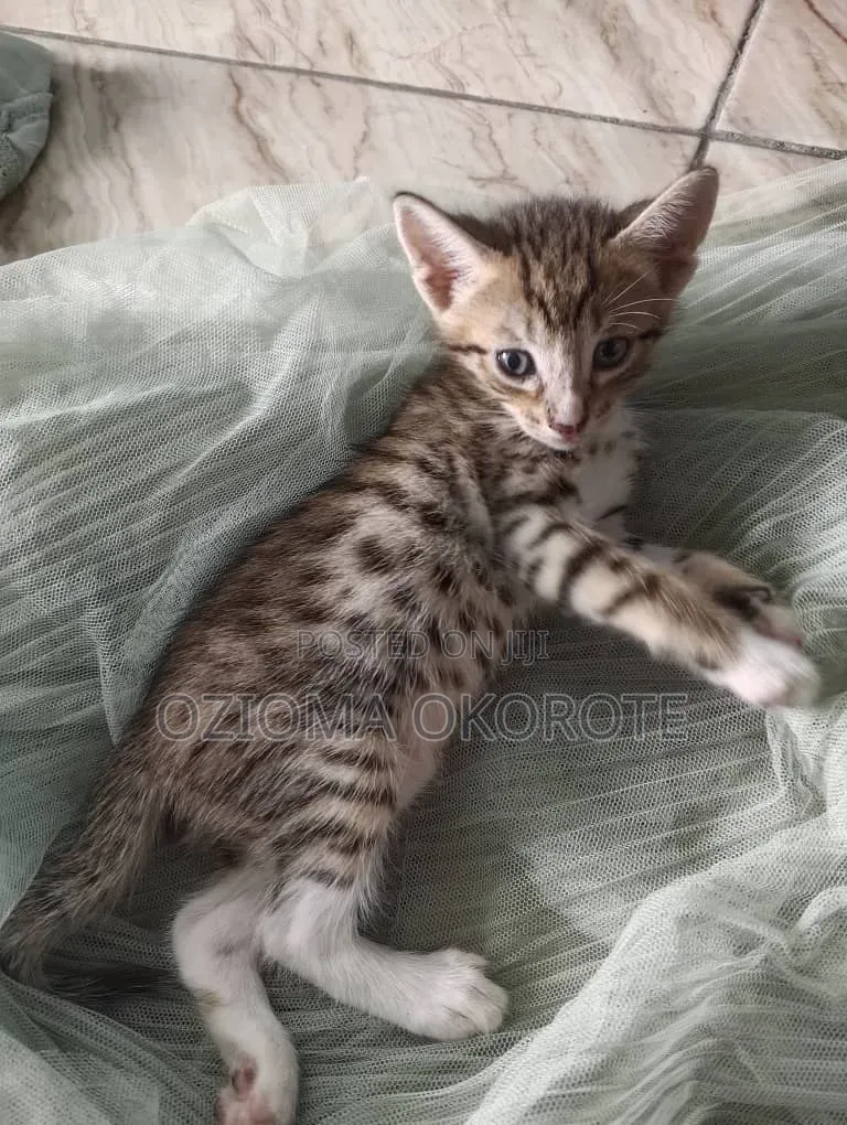 1-3 months Female Mixed Breed Tabby