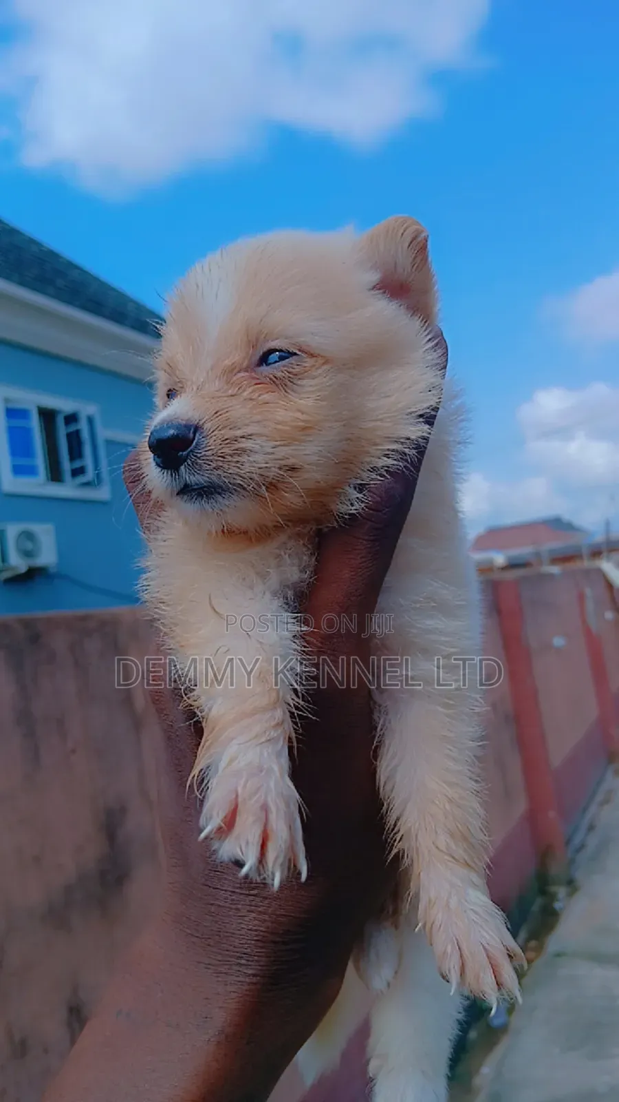 1-3 months Male Purebred American Eskimo