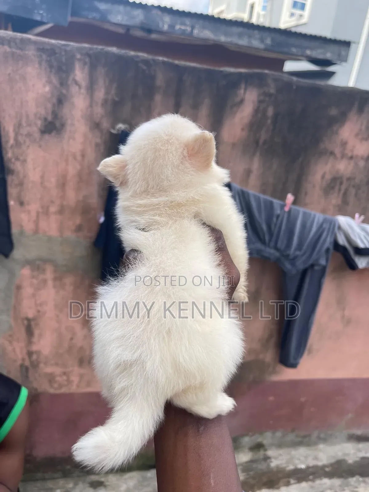 1-3 months Male Purebred American Eskimo