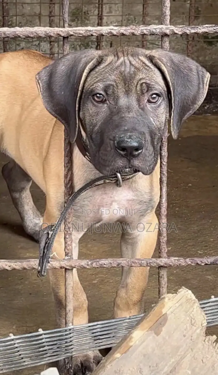 3-6 months Female Purebred Boerboel