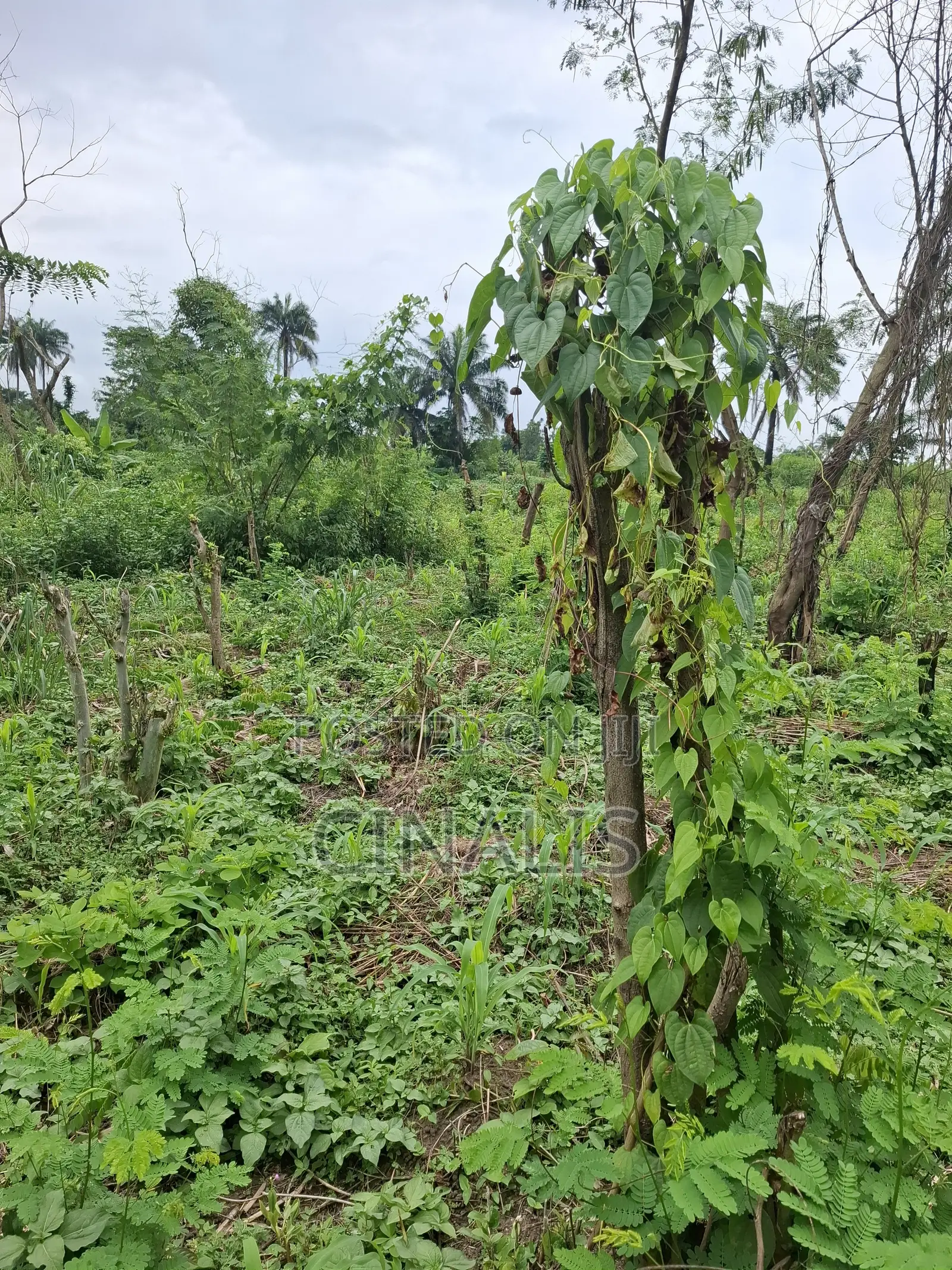 Affordable Plot of Land With C of O