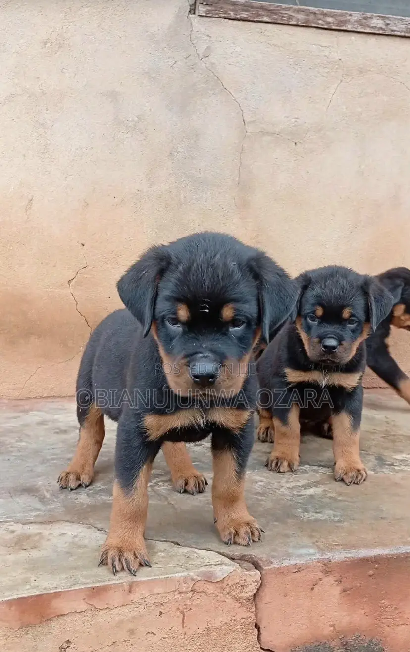 1-3 months Female Purebred Rottweiler