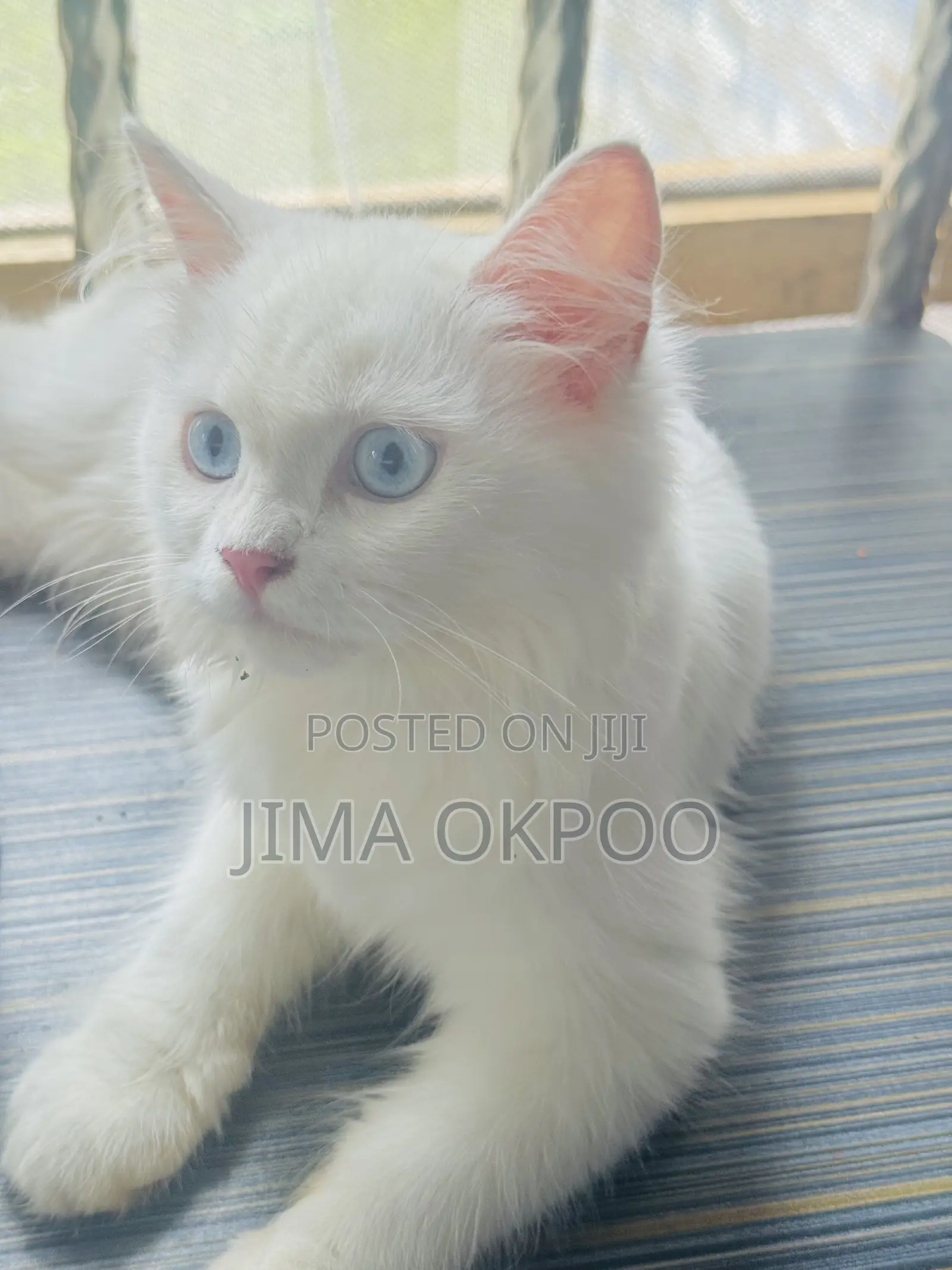 1-3 months Female Purebred Turkish Angora