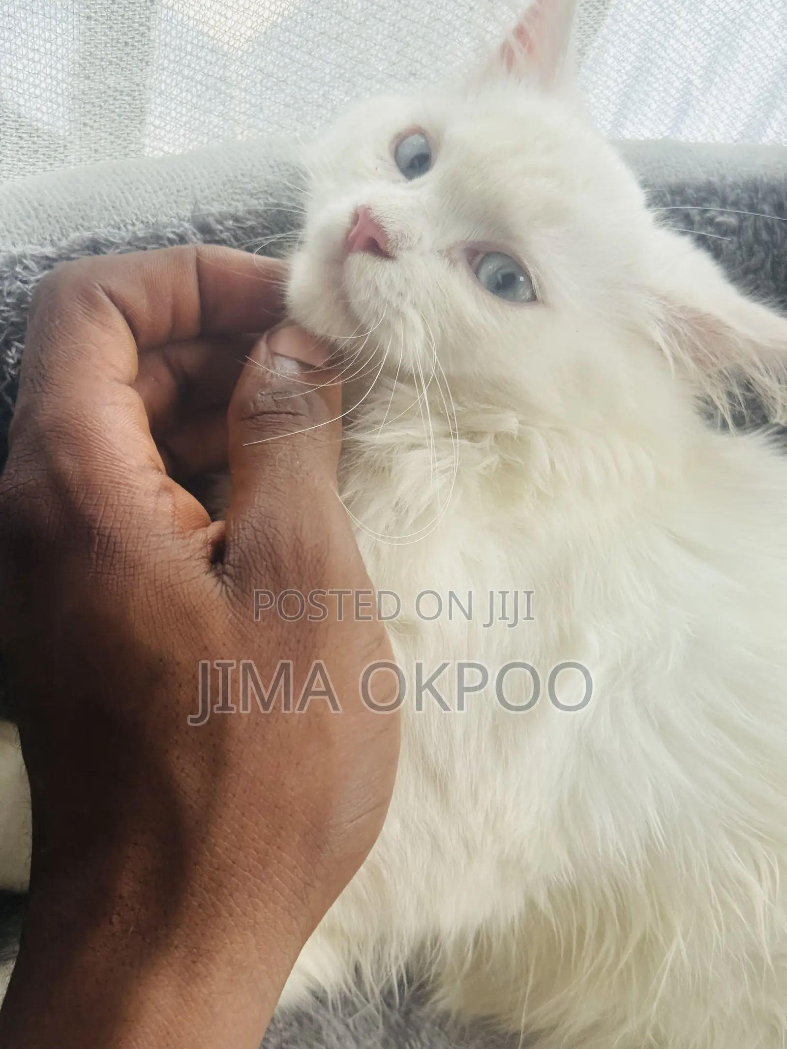 1-3 months Female Purebred Turkish Angora
