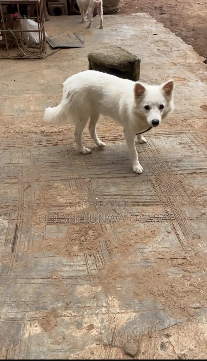 3-6 months Female Purebred American Eskimo