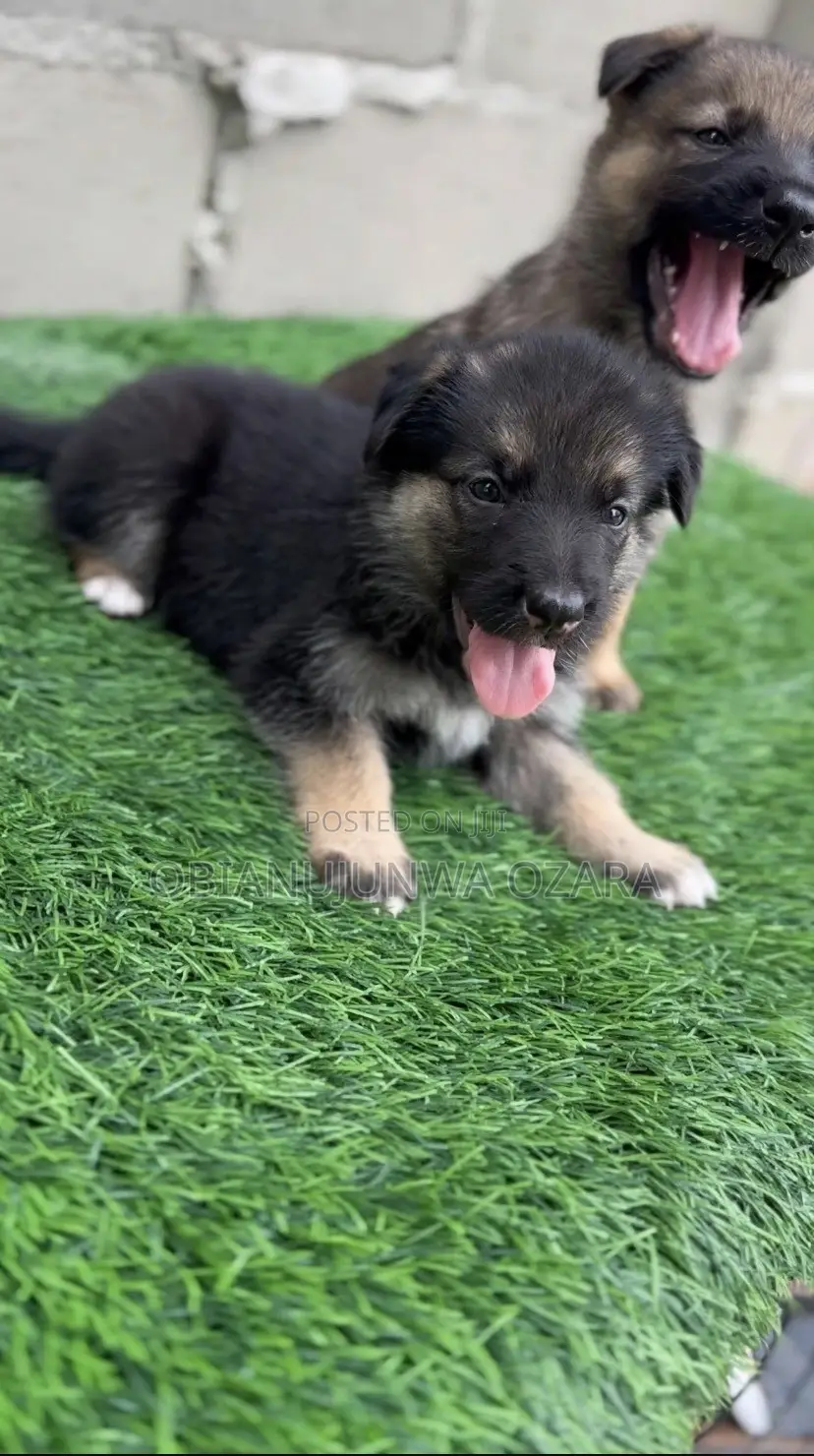 1-3 months Female Purebred German Shepherd