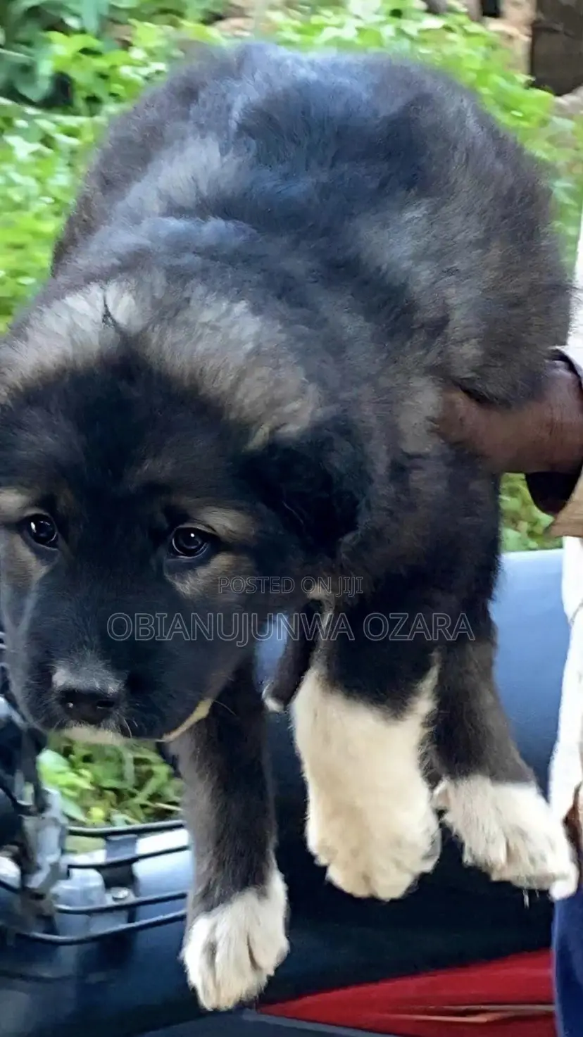 1-3 months Female Purebred Caucasian Shepherd
