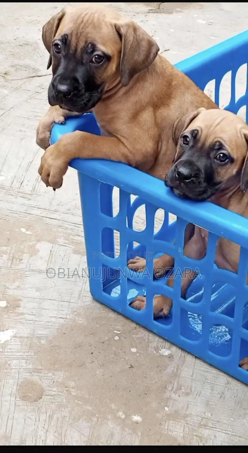 1-3 months Female Purebred Boerboel