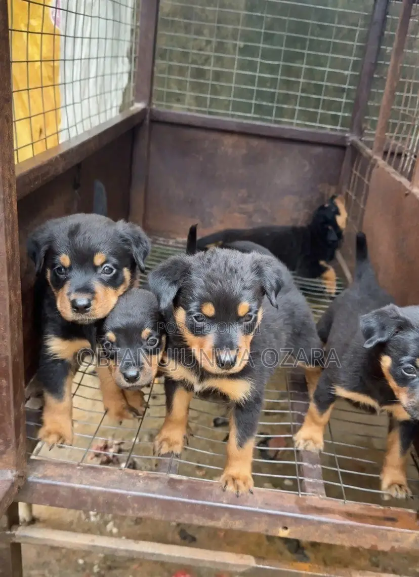 1-3 months Female Purebred Rottweiler