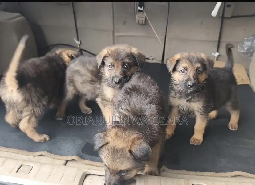 1-3 months Female Purebred German Shepherd