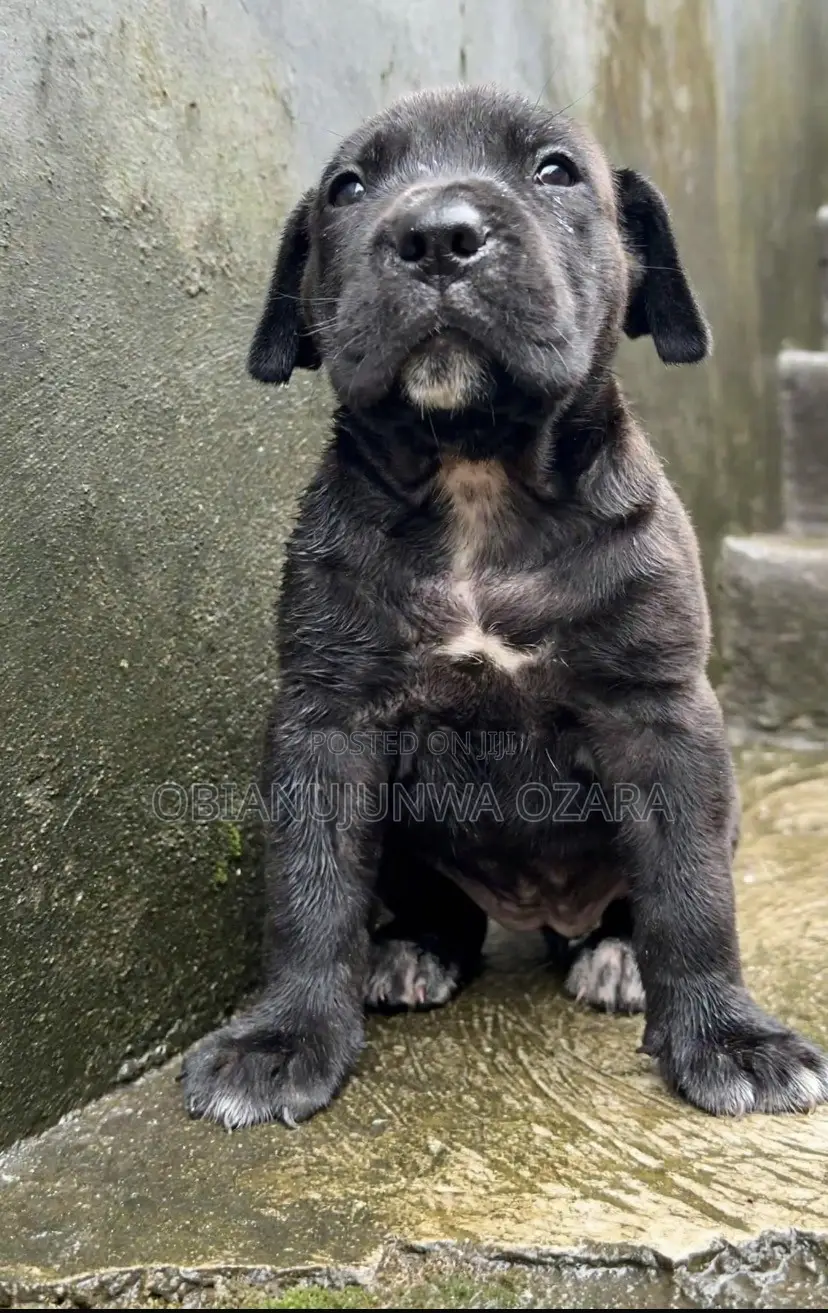 1-3 months Female Purebred Cane Corso
