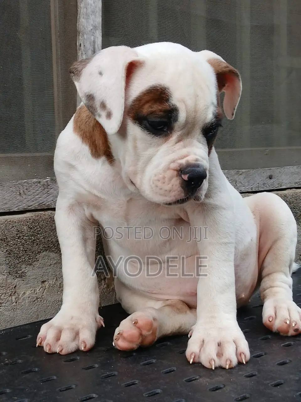 1-3 months Female Purebred American Bulldog