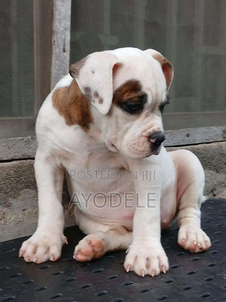 1-3 months Female Purebred American Bulldog