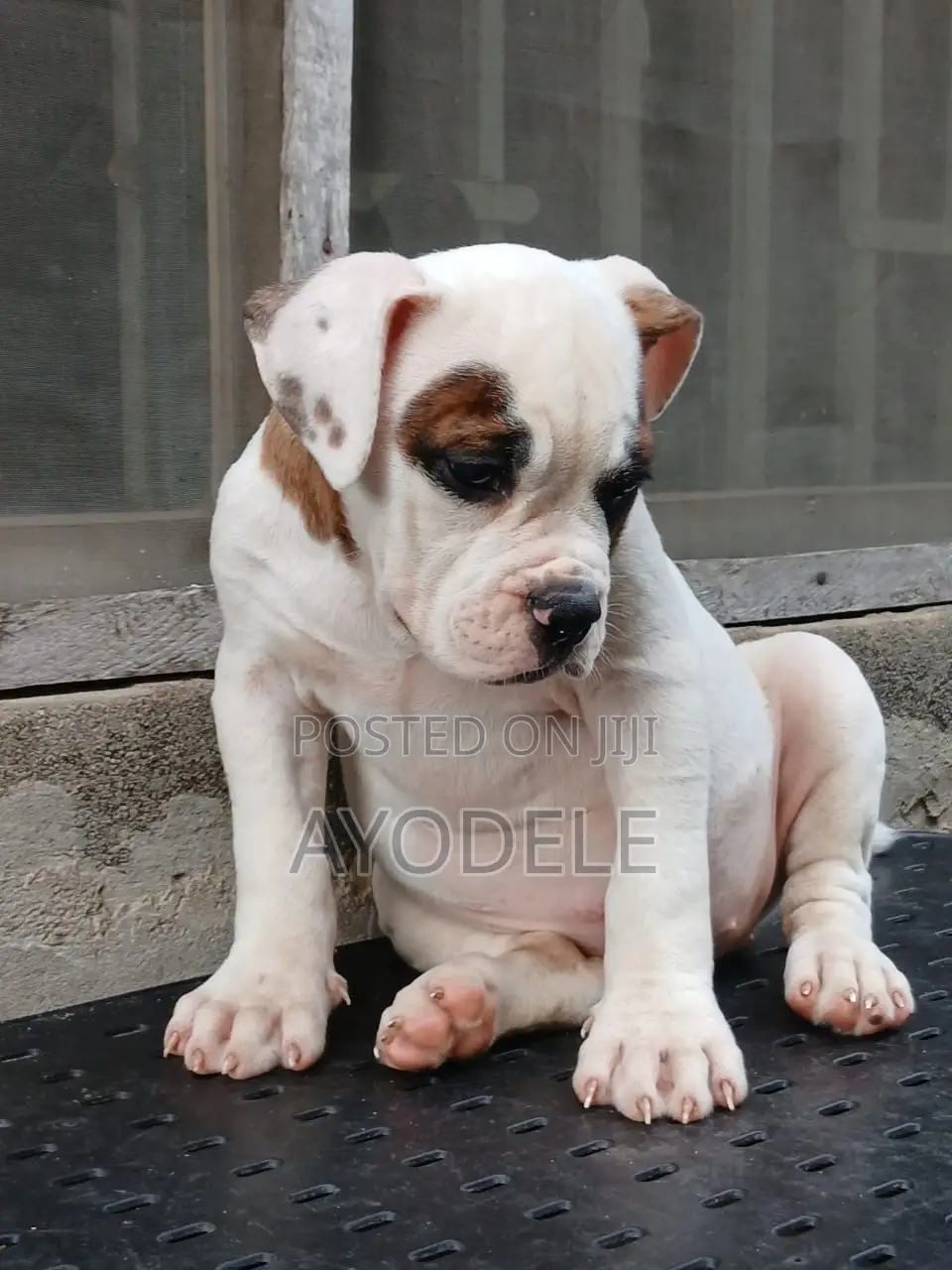 1-3 months Female Purebred American Bulldog