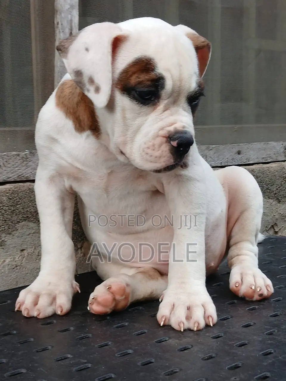 1-3 months Female Purebred American Bulldog