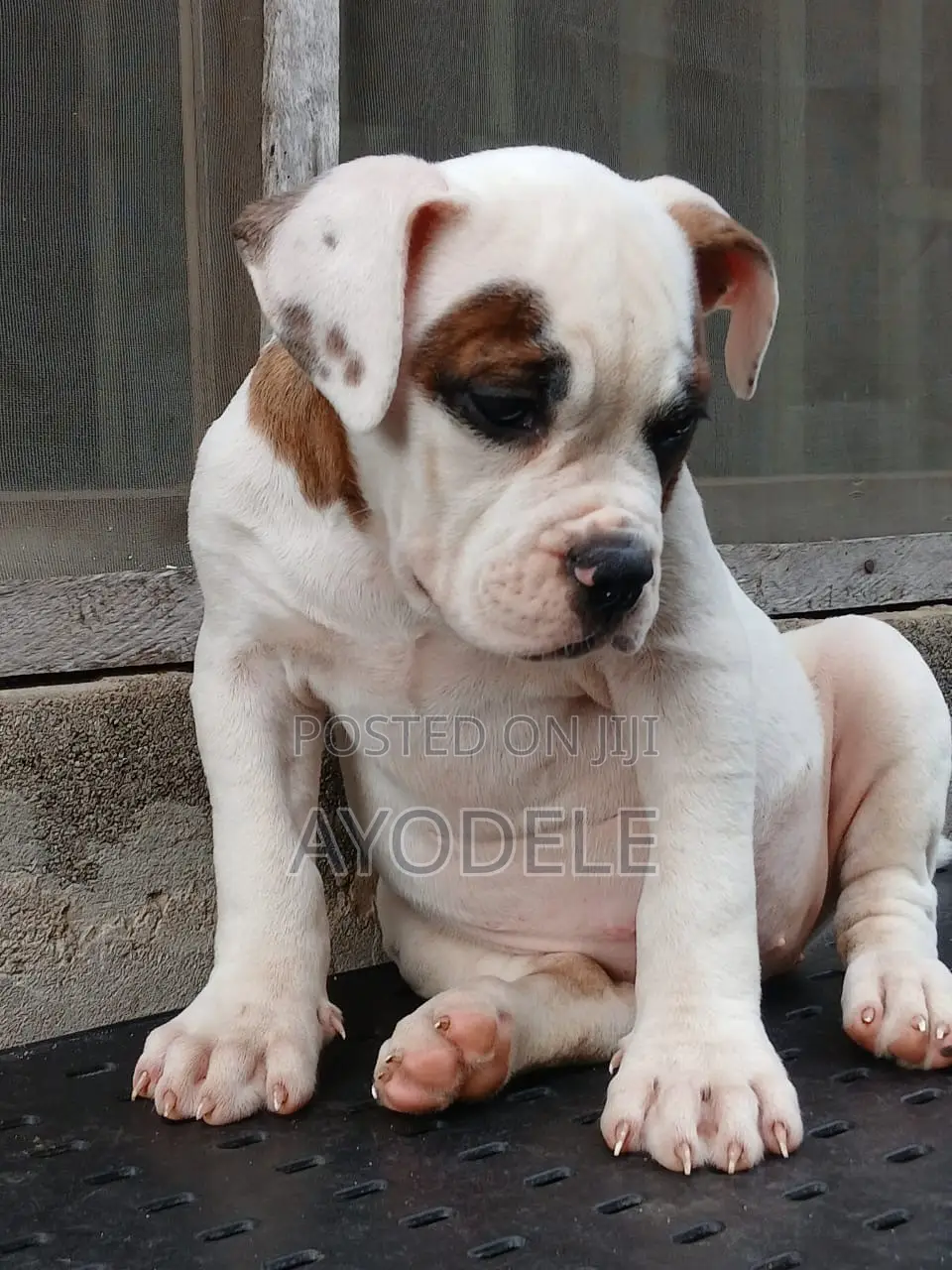 1-3 months Female Purebred American Bulldog