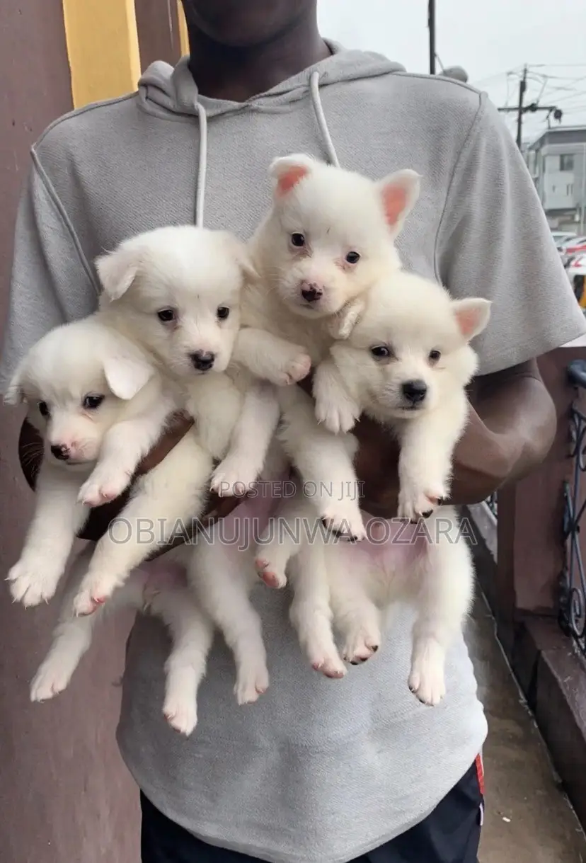 1-3 months Female Purebred American Eskimo