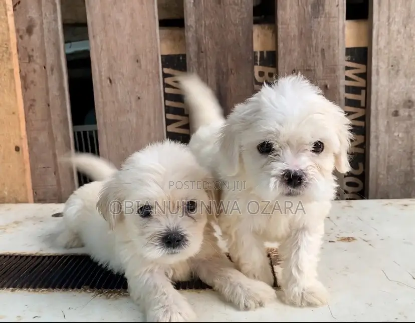 1-3 months Male Purebred Lhasa Apso
