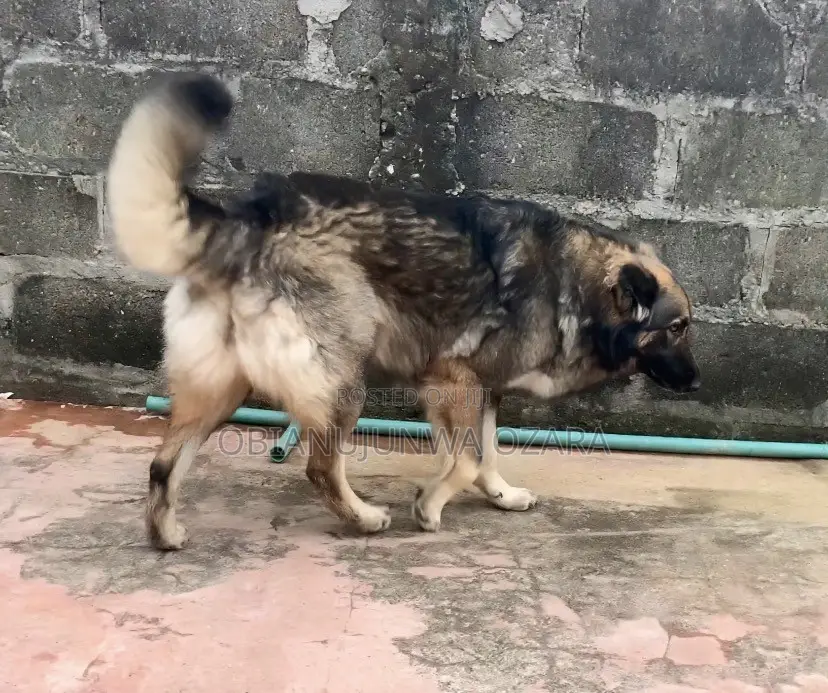 1+ year Female Purebred Caucasian Shepherd