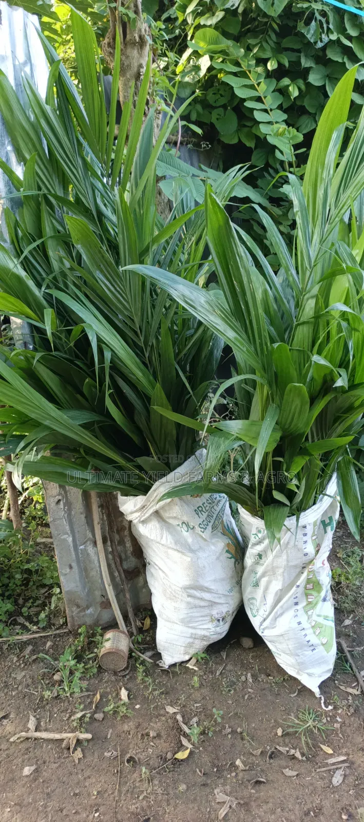 Healthy Well-Grown Hybrid Tenera Oil Palm Seedlings Available.