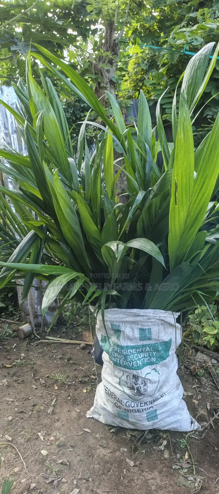 Premium Hybrid Tenera Oil Palm Seedlings Available for Sale.