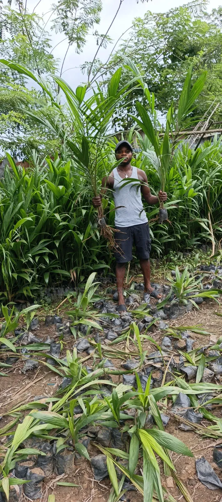 Premium Hybrid Tenera Oil Palm Seedlings Available for Sale.