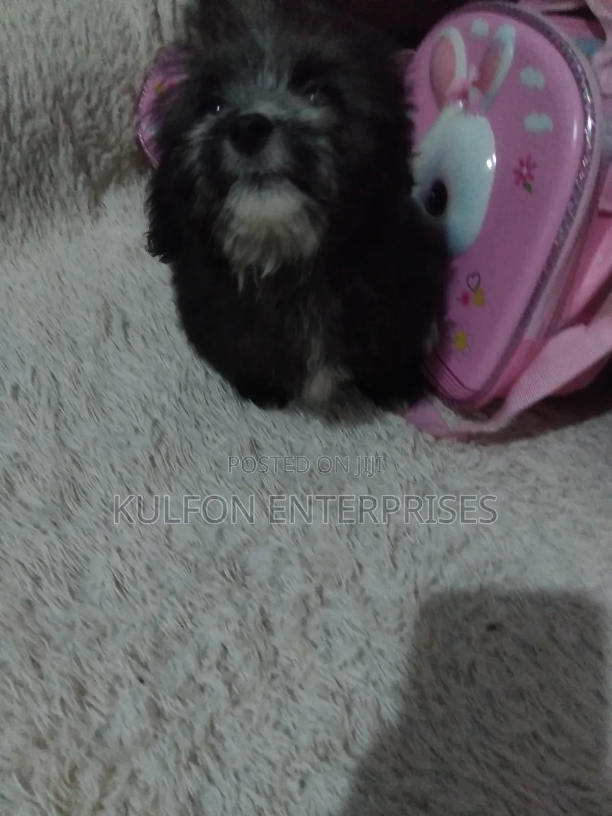 1-3 months Female Purebred Lhasa Apso