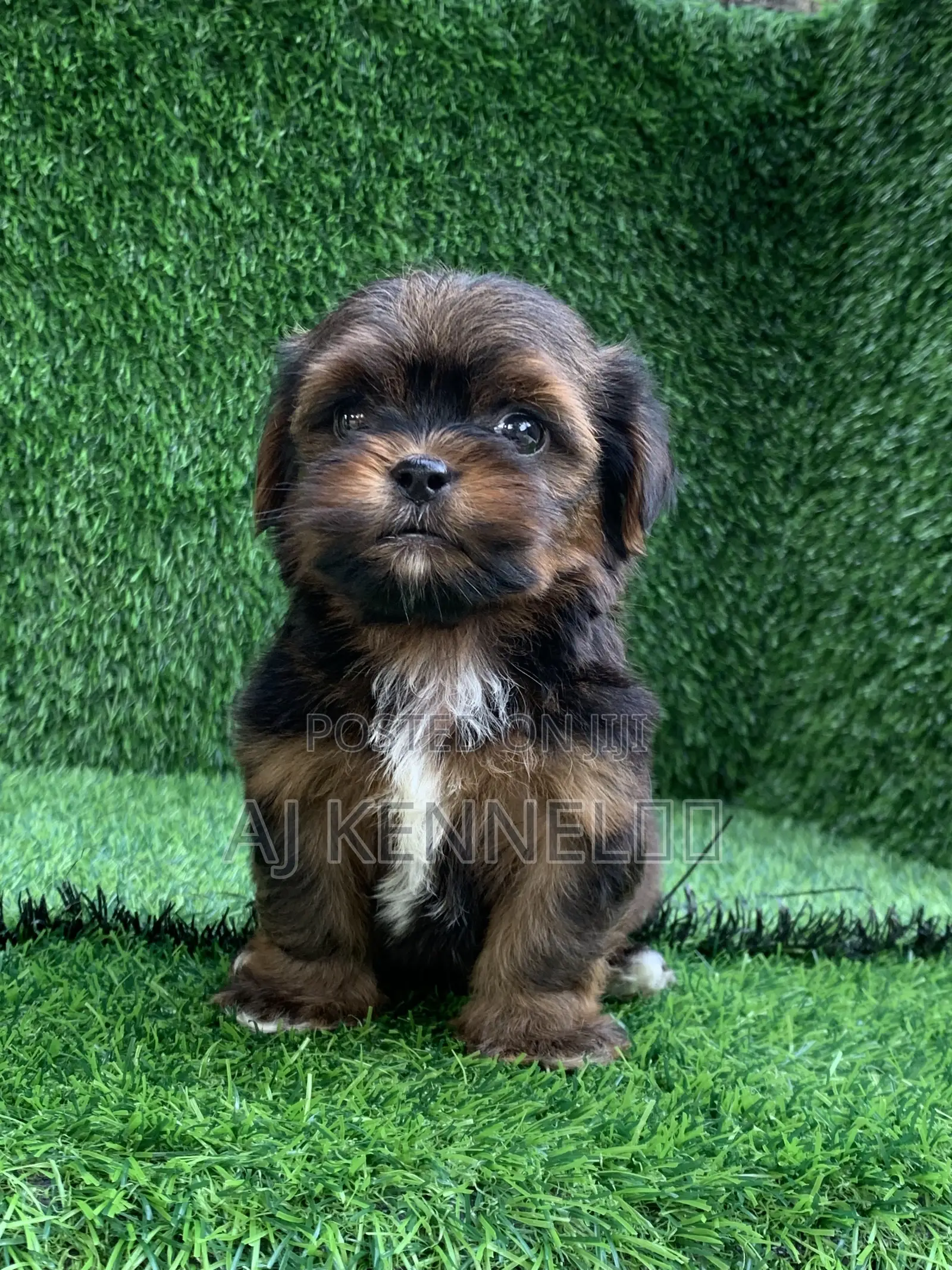 1-3 months Male Purebred Lhasa Apso