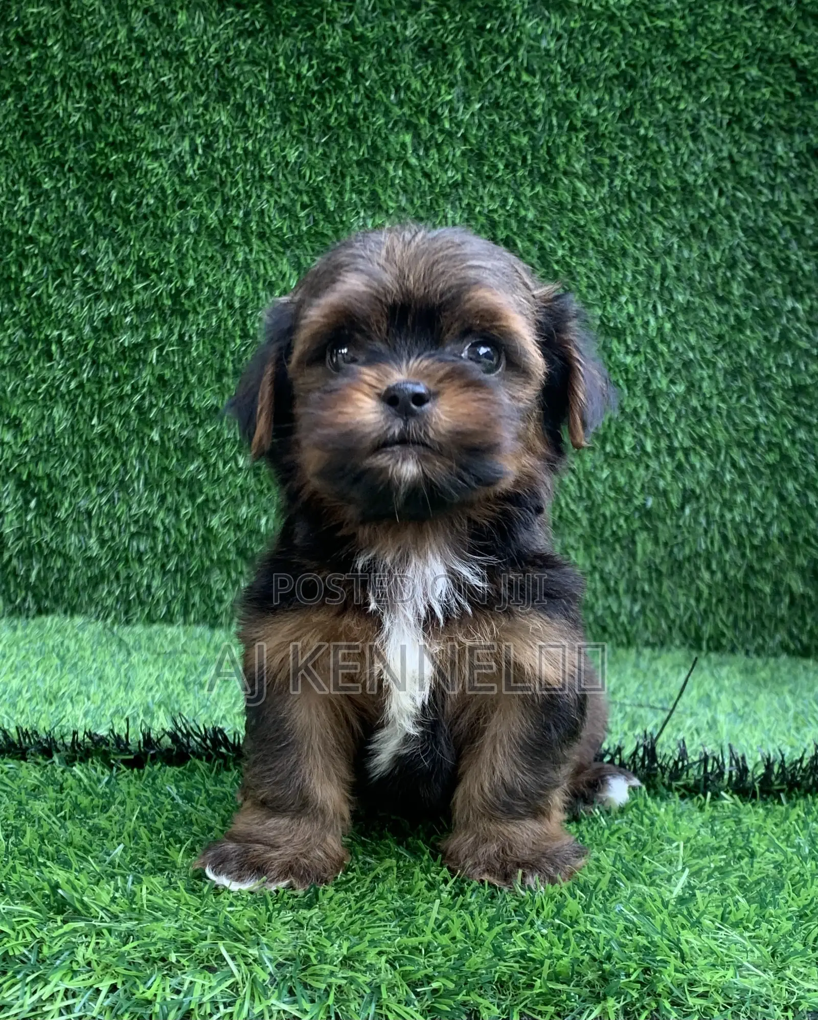 1-3 months Male Purebred Lhasa Apso