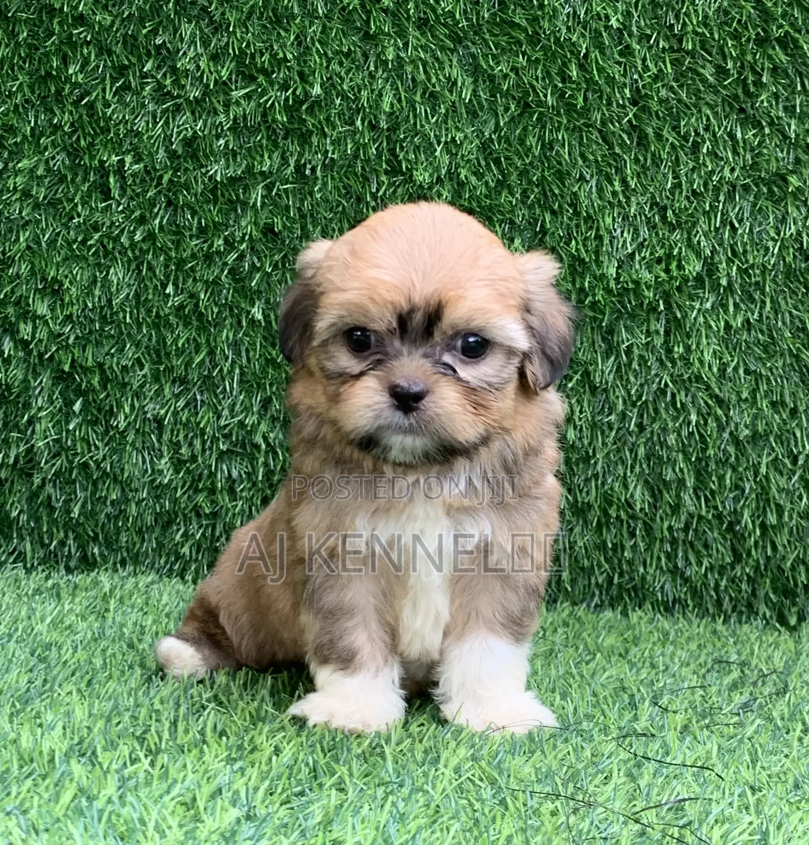 1-3 months Male Purebred Lhasa Apso