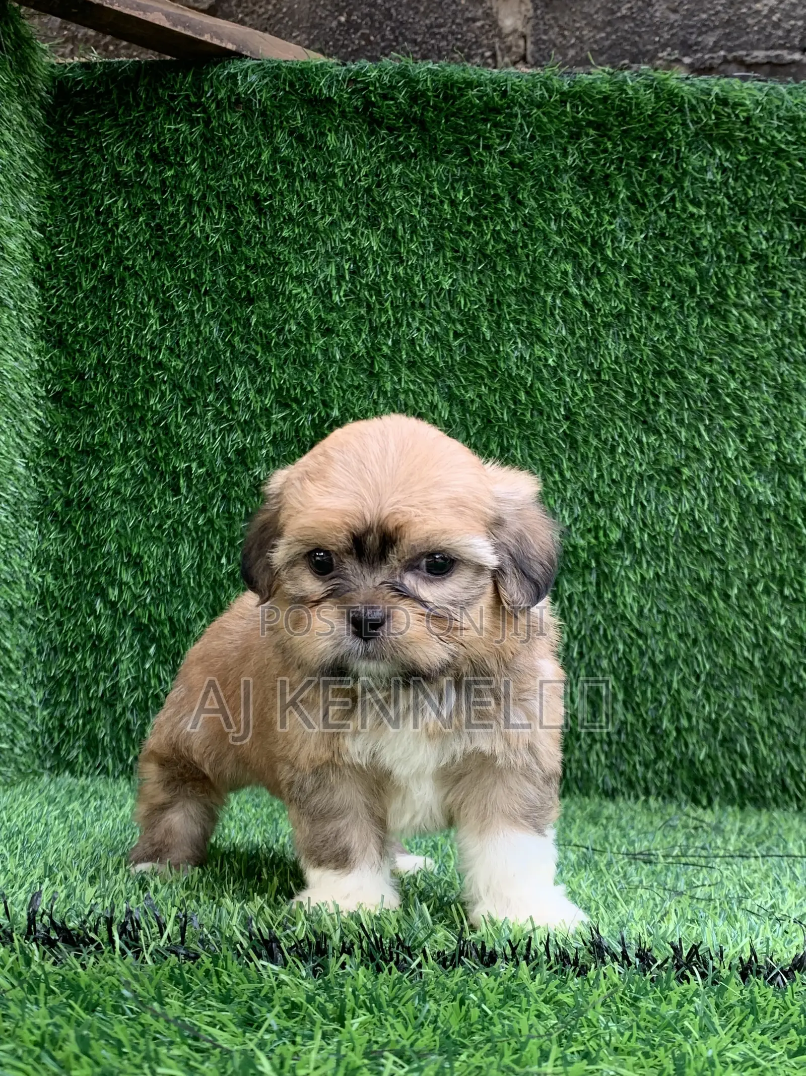 1-3 months Male Purebred Lhasa Apso