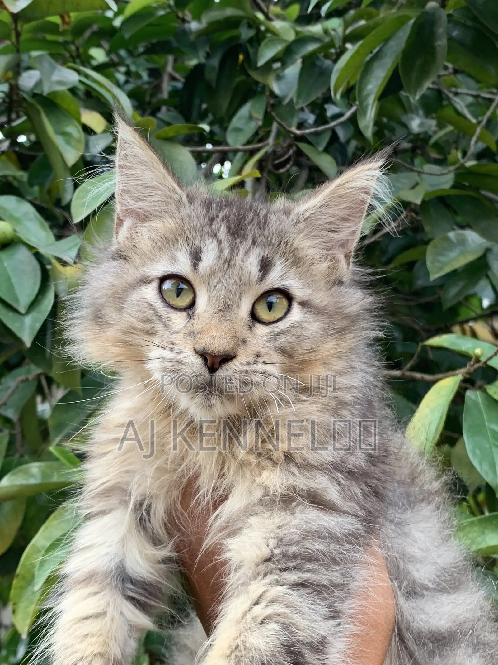 1-3 months Male Purebred Maine Coon
